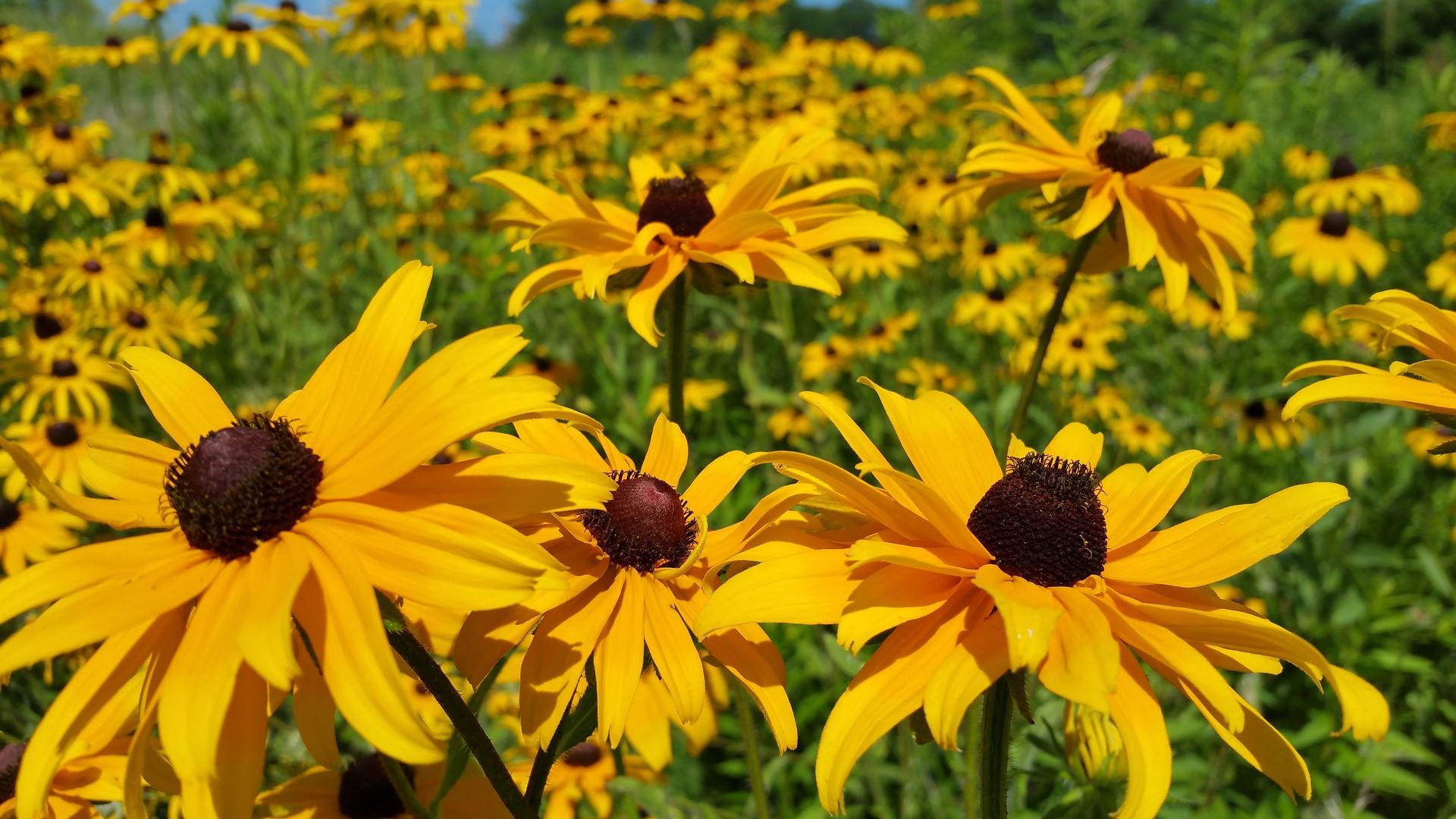 Rudbeckia