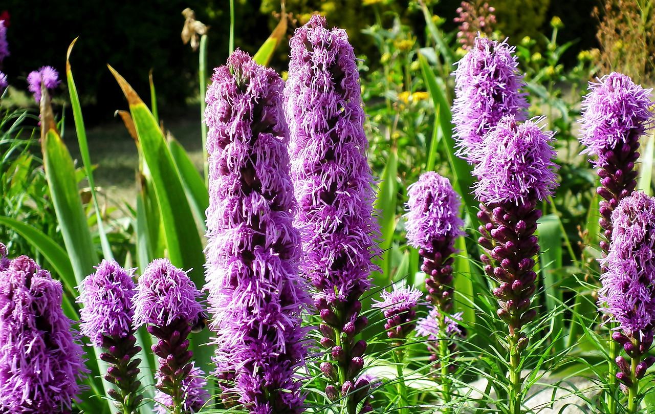 Liatris