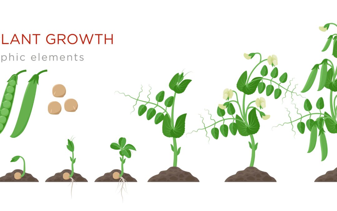 Growth cycle of peas