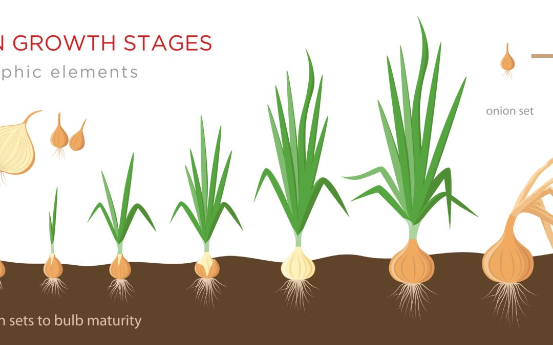 This is to show growing stages of a onion